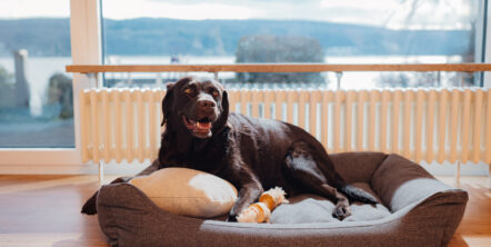 Ein Hund vor einer Heizung